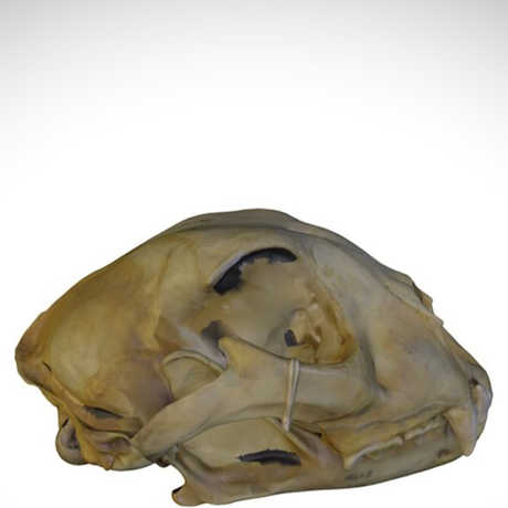 cheetah skull