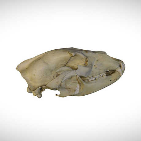 grizzly bear skull