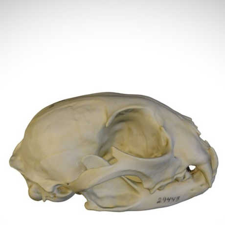lynx skull