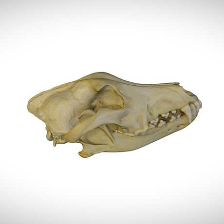 eurasian wolf skull