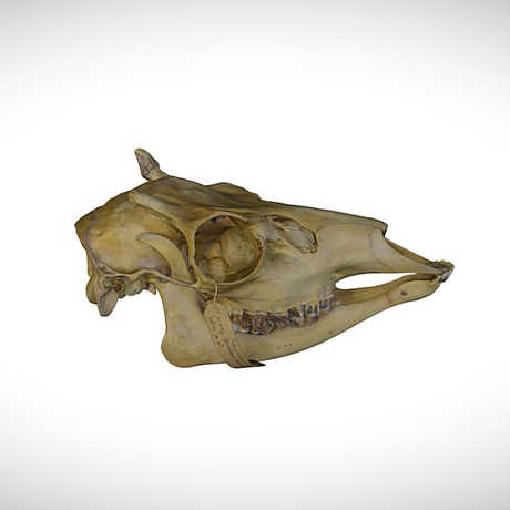 mule deer skull