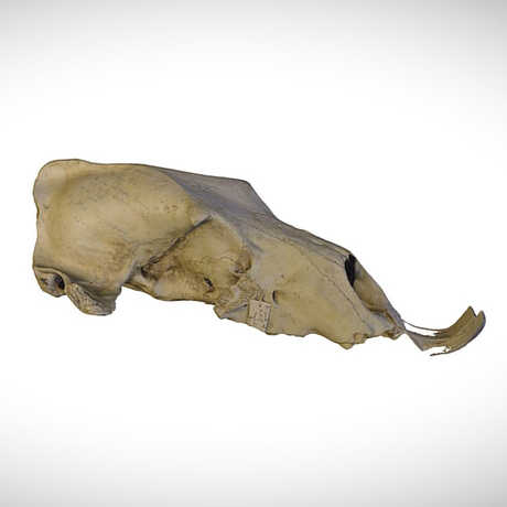 grizzly bear skull