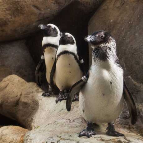 A trio of African penguins poses on a rock in their habitat