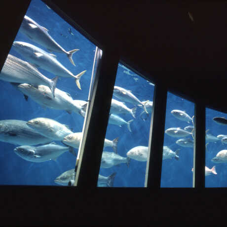 Steinhart Aquarium  California Academy of Sciences