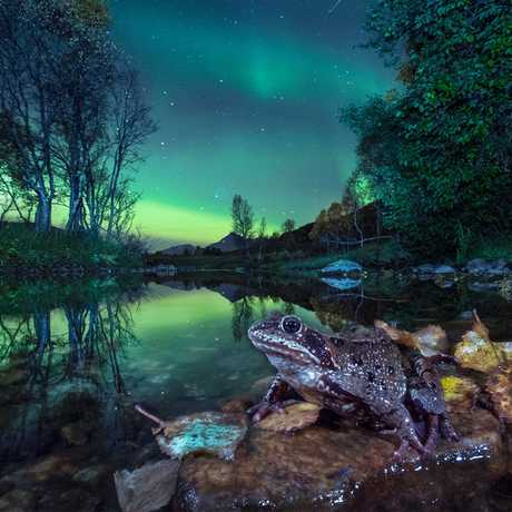 AUTUMN FROG IN NORTHERN LIGHT