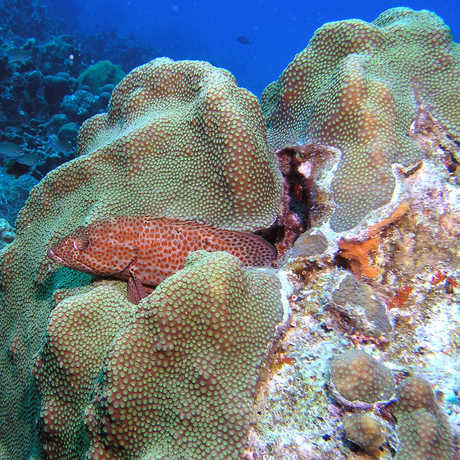 Grouper and reef, emily/Flickr