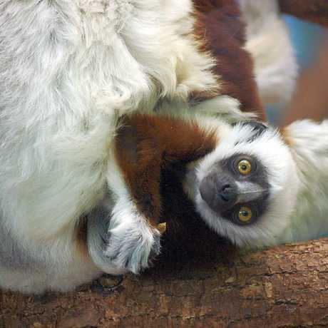Baby lemur - MTSOfan/Flickr