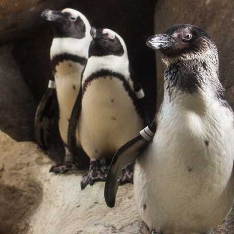 3 African Penguins on exhibit at the Academy of sciences
