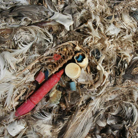 Plastics in the stomach contents of a Laysan albatross