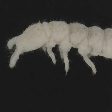 Long View Study No. 35 (Antarctica's Hardy Collembola)