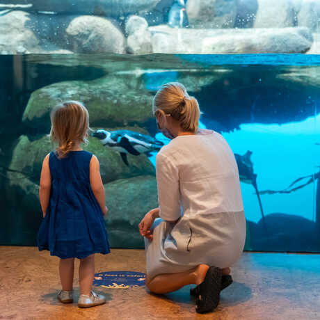 Mother and daughter viewing African penguins in African Hall