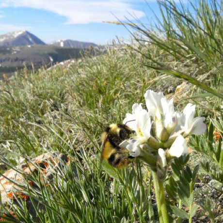 Bombus balteatus, is foraging on Oxytropis sericea flowers on the alpine tundra of Pennsylvania Mountain