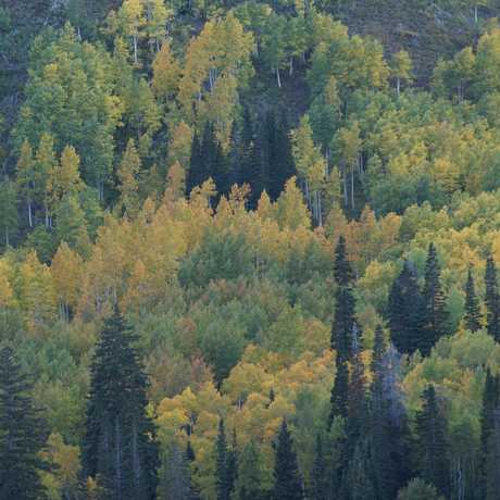 Utah forest