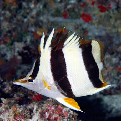 New butterflyfish species, Greg McFall/NOAA