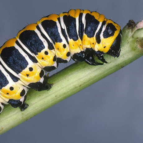 photo of caterpillar