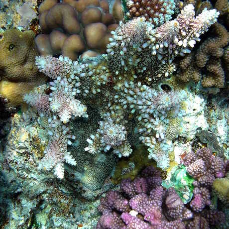 Coral reef, Papua New Guinea, Brocken Inaglory/Wikipedia