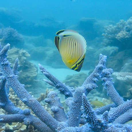 Butterflyfish and coral staghorn by Terry Hughes