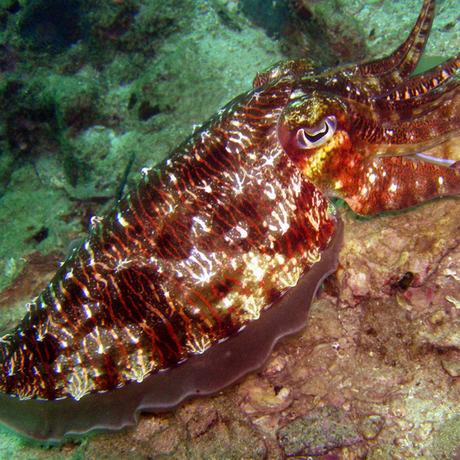 Photo of cuttlefish