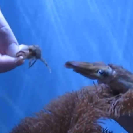 Cuttlefish stalking crab