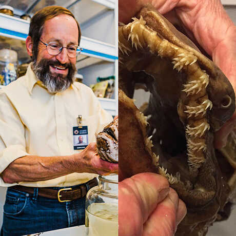 On the left, a photo of Dave smiling and holding up a specimen, on the right a close-up of a frilled shark