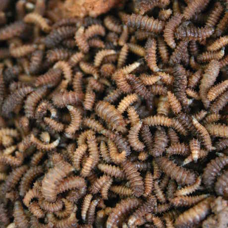 Dinner anyone? Maggots by Paul venter /Wikipedia