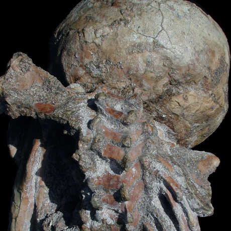 Selam skeleton showing intact shoulder blades 