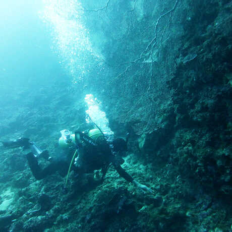 A diver off of Lubang island during the 2014 Philippine Biodiversity expedition. 