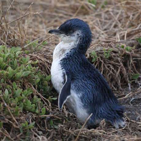 Little penguin, Magnus Kjaergaard/Wikipedia