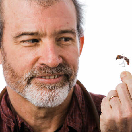 Academy entomologist Brian Fisher examines a mounted insect