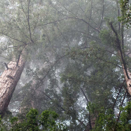Fog in the Redwoods, Nate McBean/Flickr