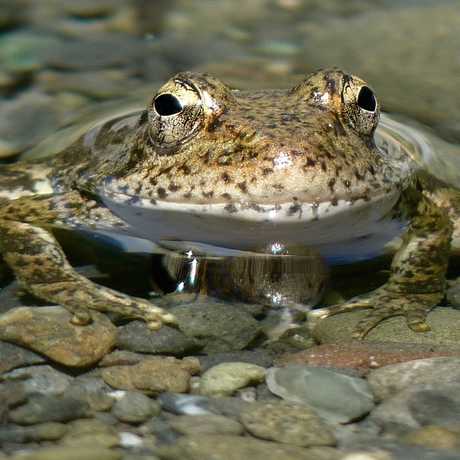 California frog, Mathesont/Flickr