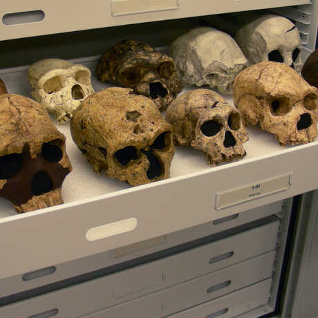Hominin Cast Collection