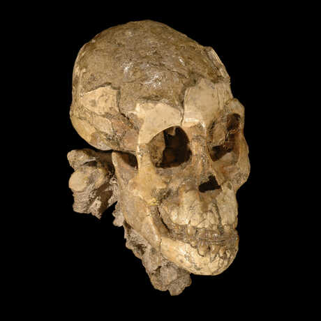 Selam cranium (Australopithecus afarensis)
