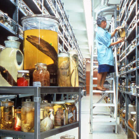 Pearl Sonoda standing on ladder in the ichthyology collections with fish specimen