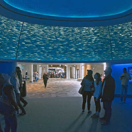  The entrance to the open sea exhibit, where sardines swim above. [Sam High ©2022]