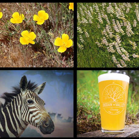 California poppies, chick lupines, a pint of beer from Indian Valley Brewing, a taxidermy zebra at the Petaluma Wildlife Museum 