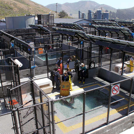 A photo from the observation deck at the Marine Mammal Center, of the pen pools for the rehabilitated pinnipeds and cetaceans