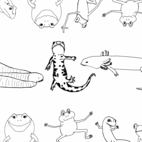 Cute drawings of different kinds of amphibians