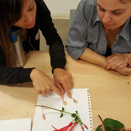 pair of teachers dissect flowers together