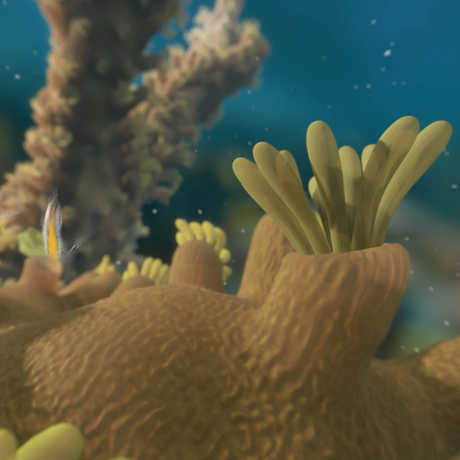 Video: How Do Corals Build Reefs? | California Academy of Sciences