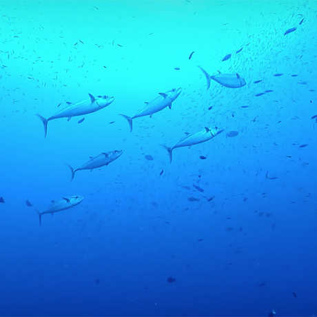 Fish in a blue sea