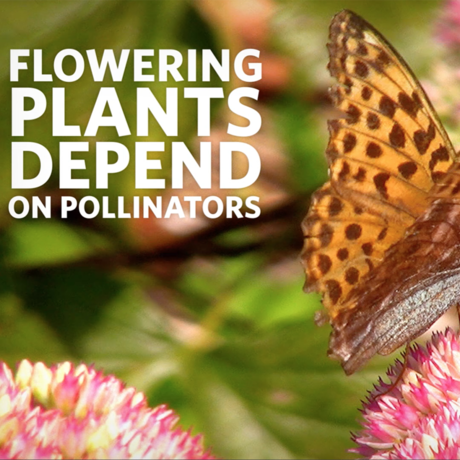 Flowering plants depend on pollinators