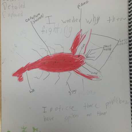crayfish sketch