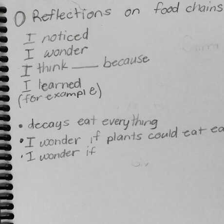 Reflecting on food chains