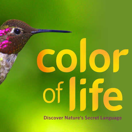 Hummingbird from Color of Life exhibit