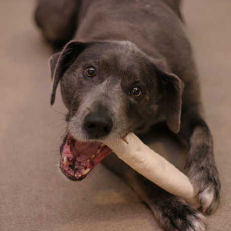 Dog chewing on dog bone