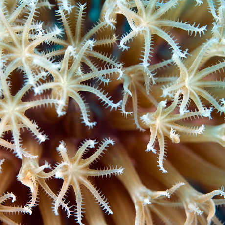 Coral polyp