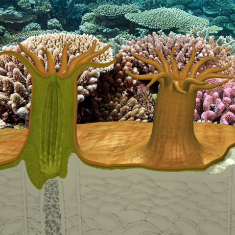 Coral Polyp