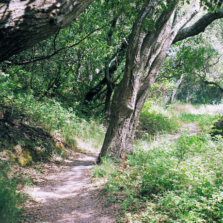 a path, bushes, and trees in Junipero Serra Park