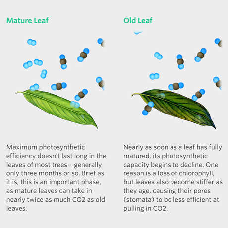Old vs Mature Leaves; bioGraphic illustration by Jane Kim